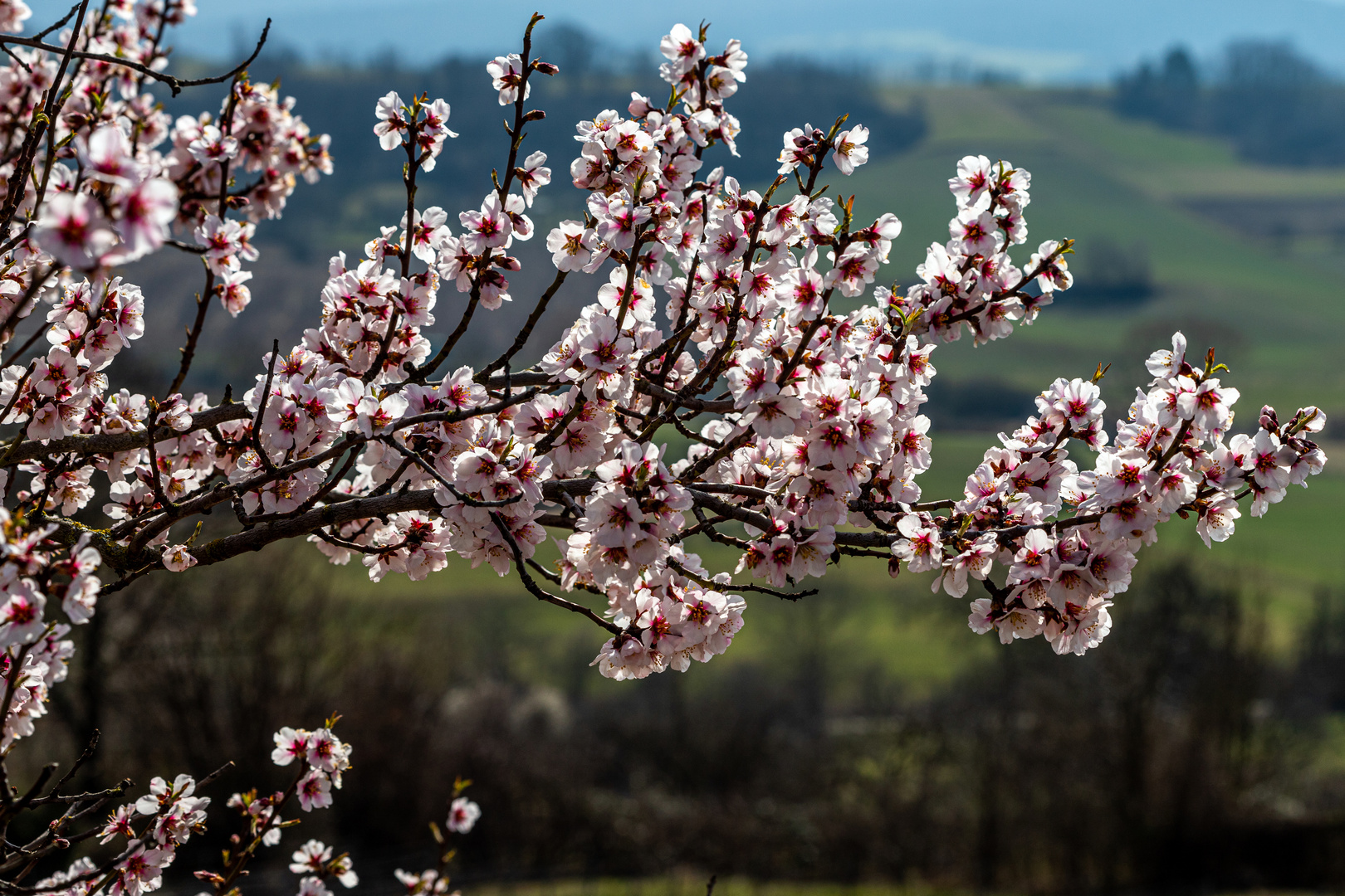 Mandelblüte