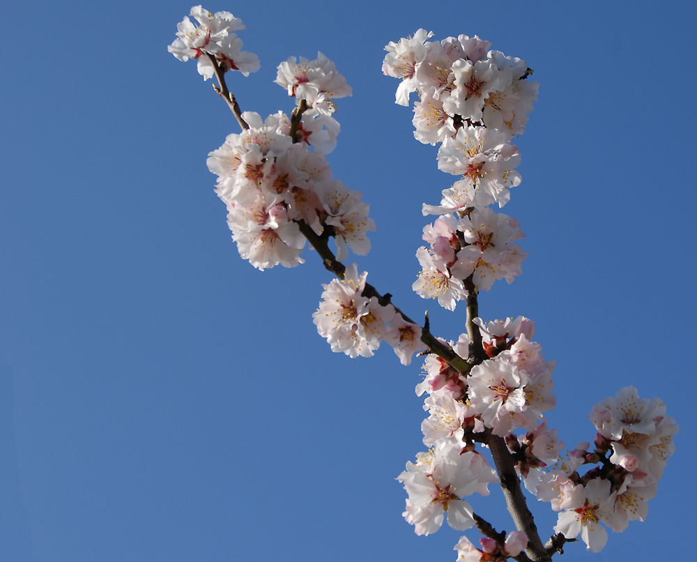 Mandelblüte