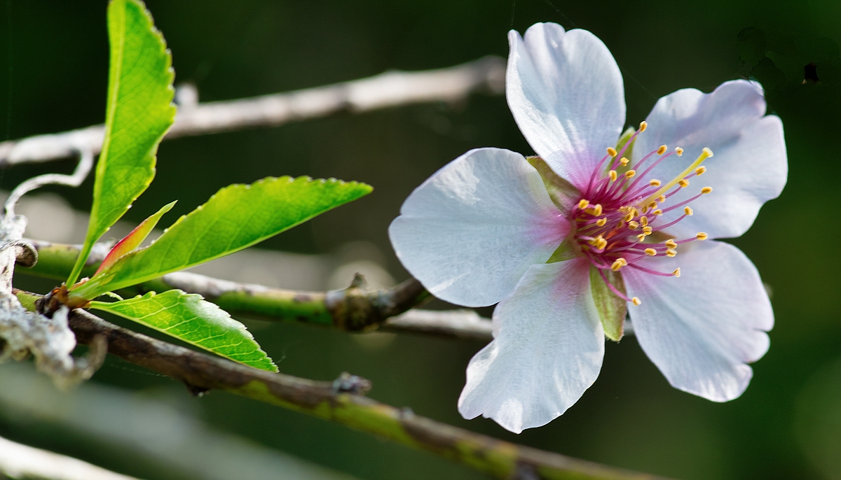 Mandelblüte