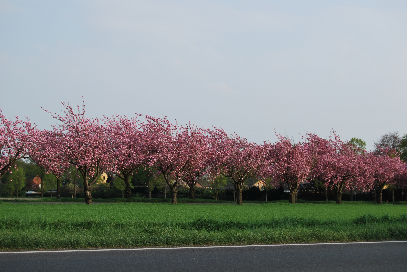 Mandelblüte