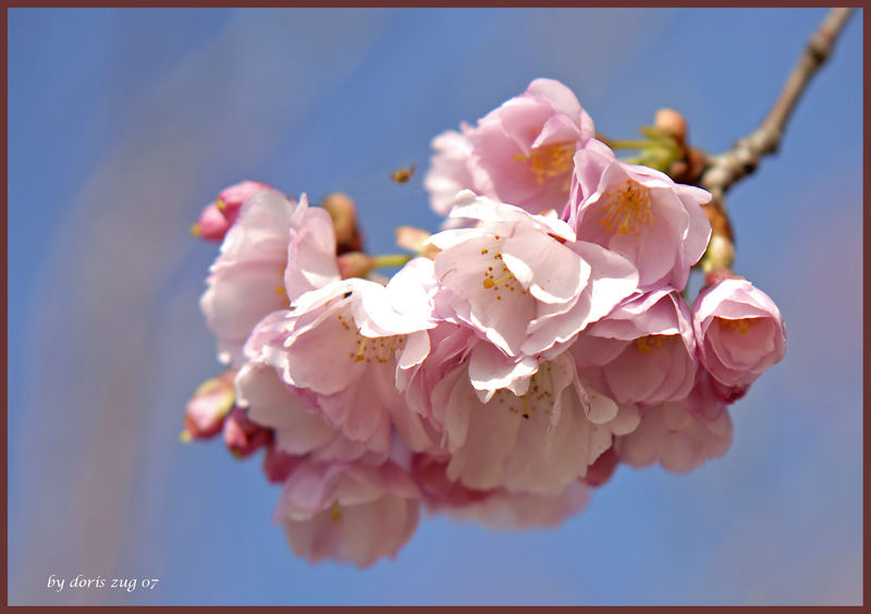 Mandelblüte...