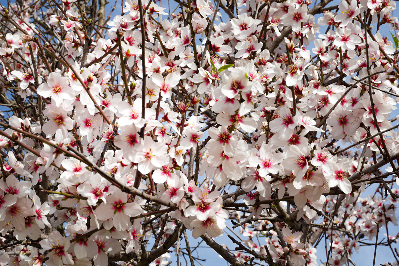 Mandelblüte