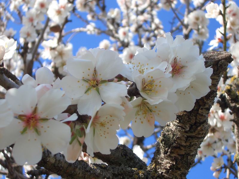 mandelblüte