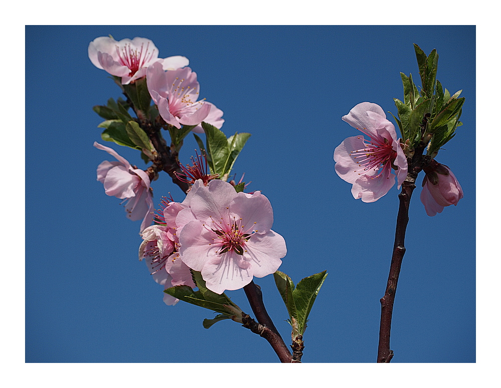 Mandelblüte