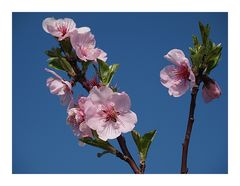 Mandelblüte