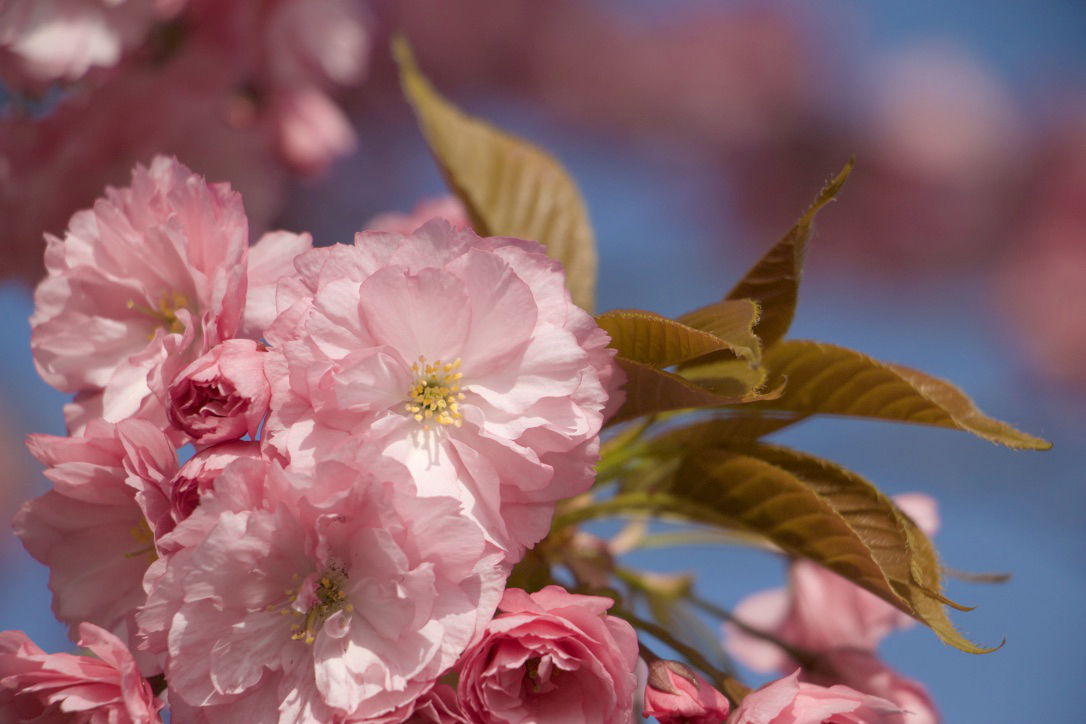 Mandelblüte 