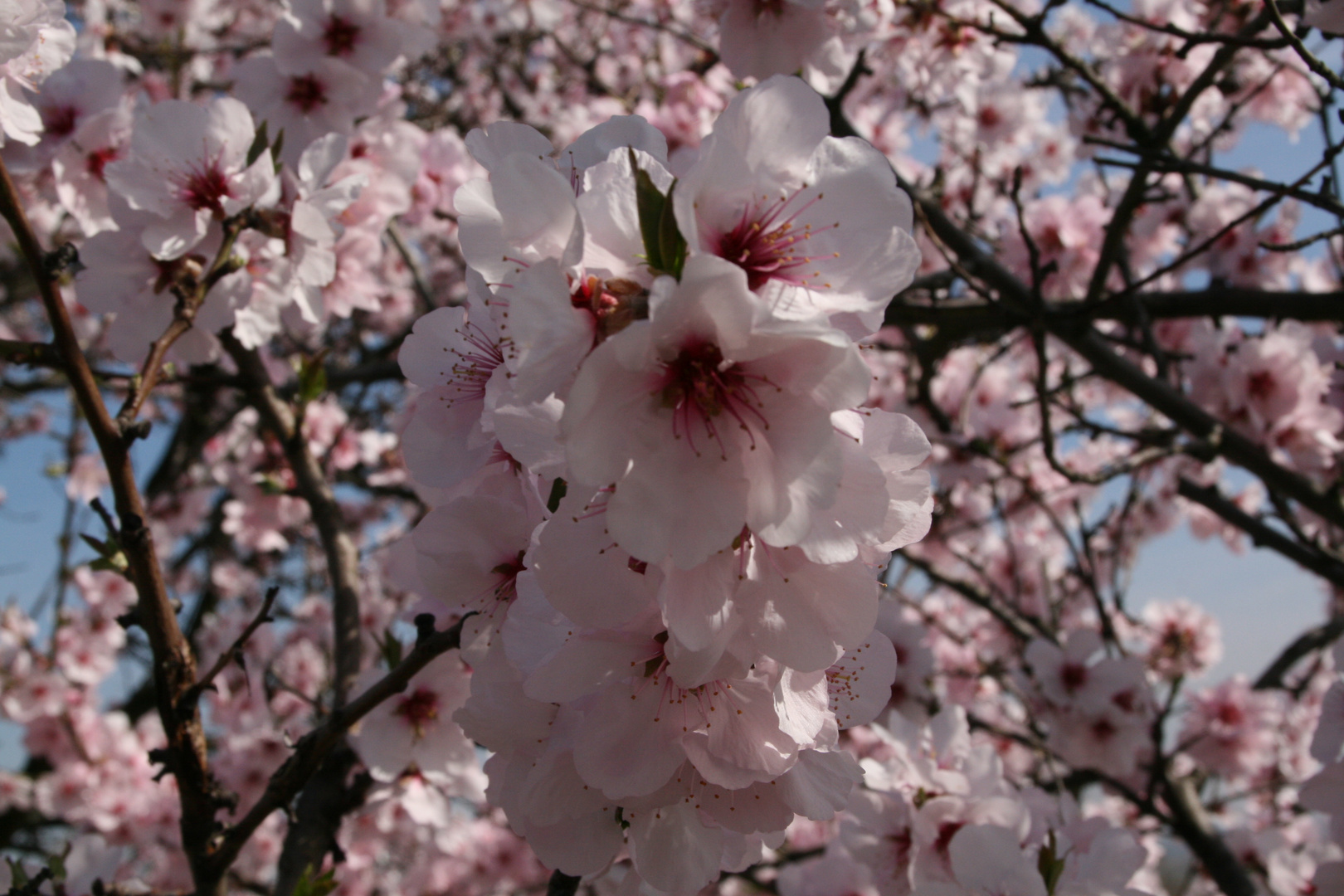 Mandelblüte