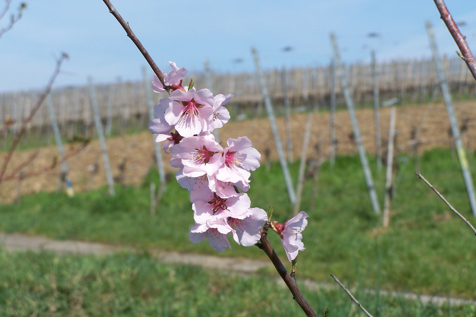 Mandelblüte