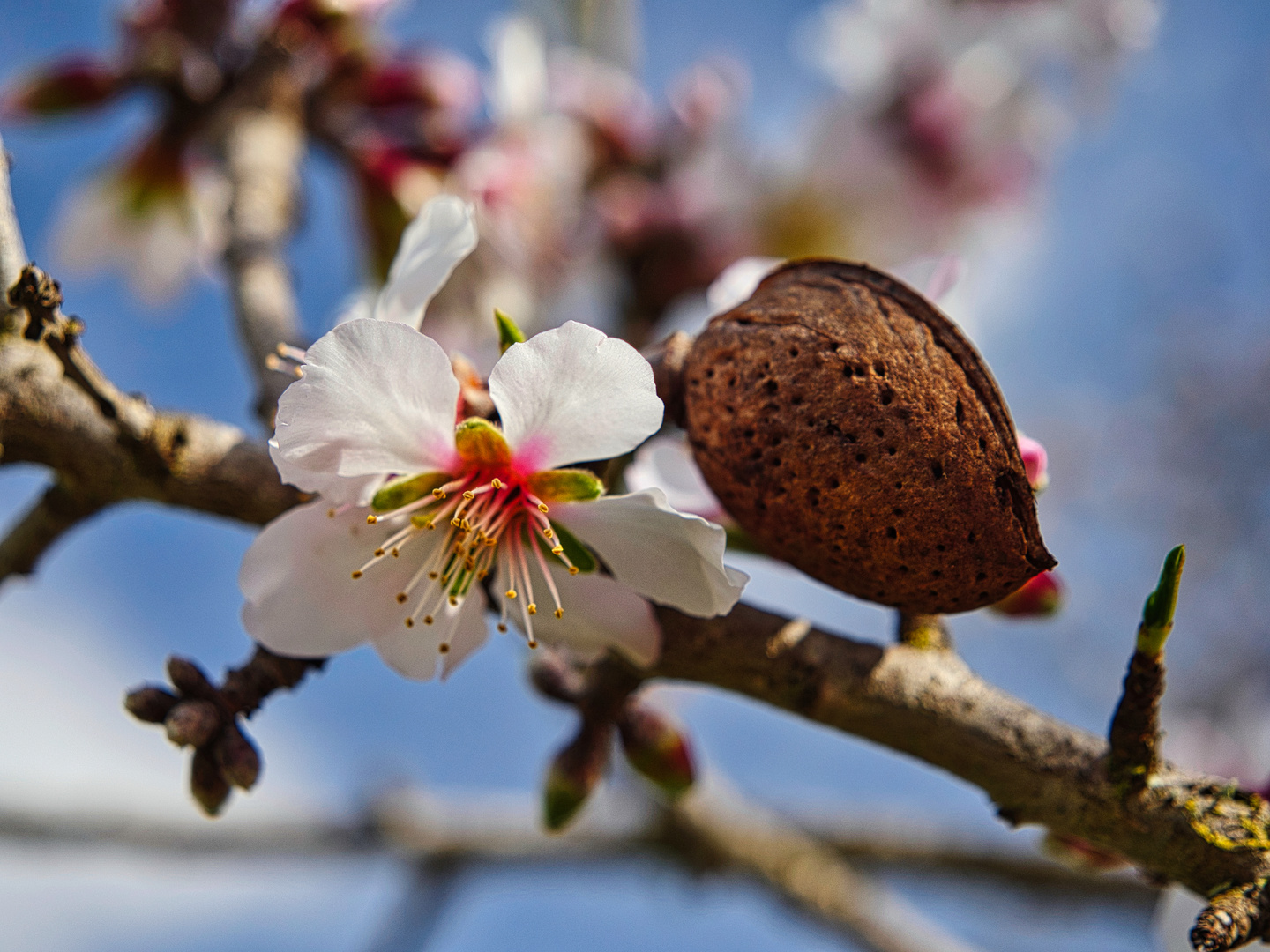 Mandelblüte