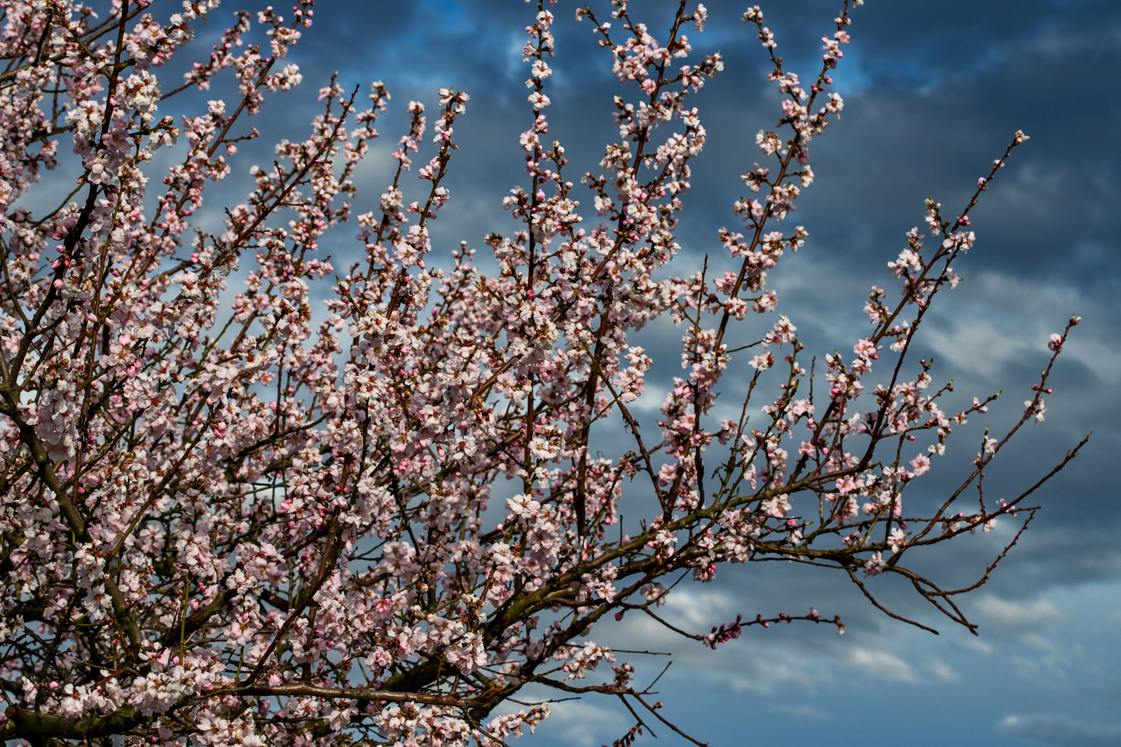 Mandelblüte