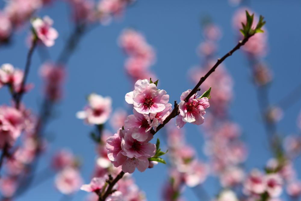 Mandelblüte