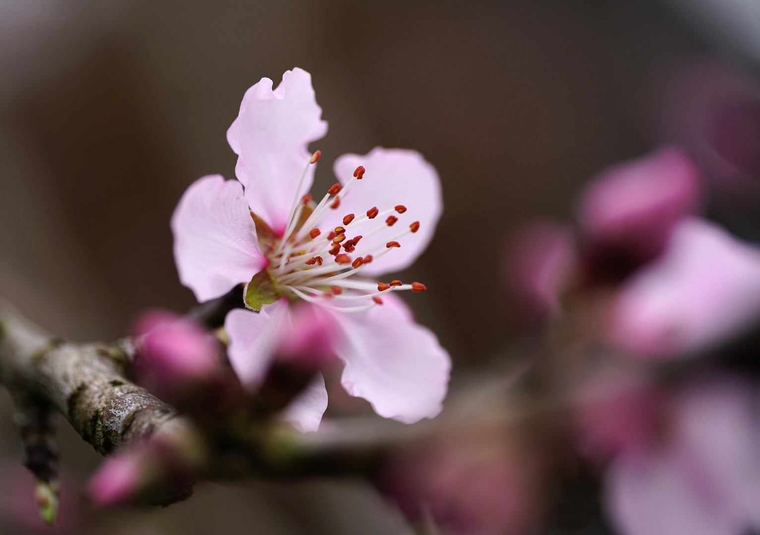 Mandelblüte