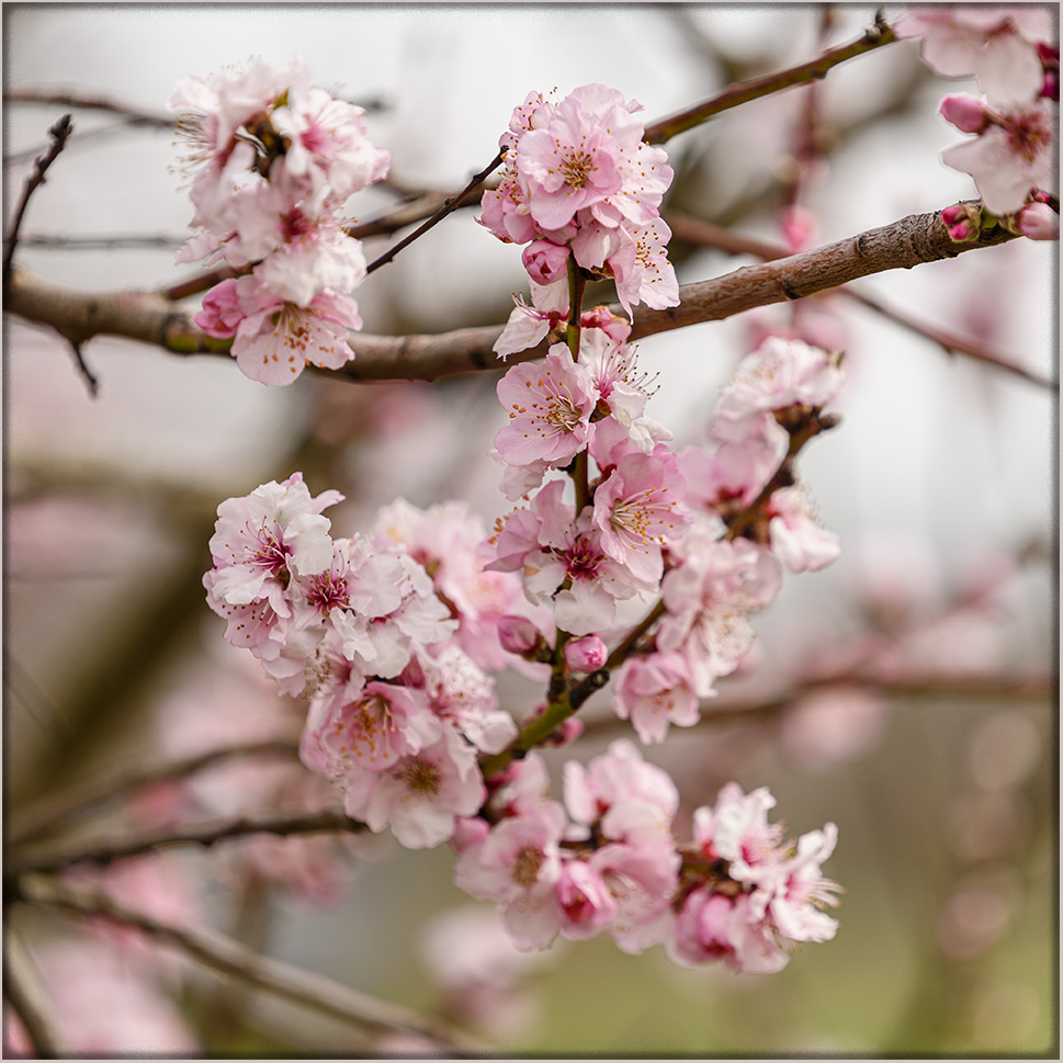 Mandelblüte