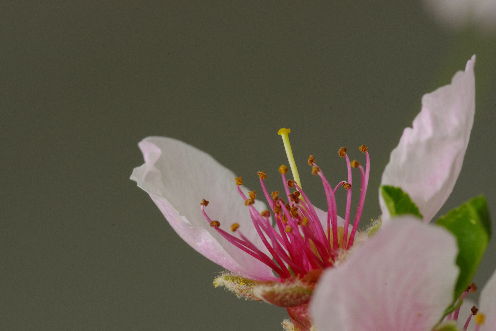 Mandelblüte