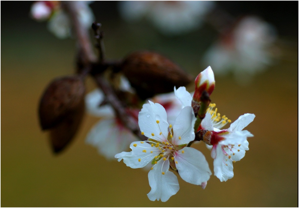 Mandelblüte