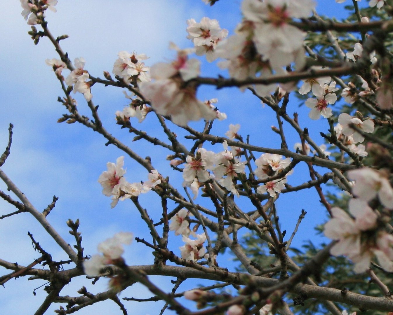 Mandelblüte