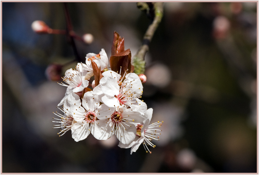 Mandelblüte