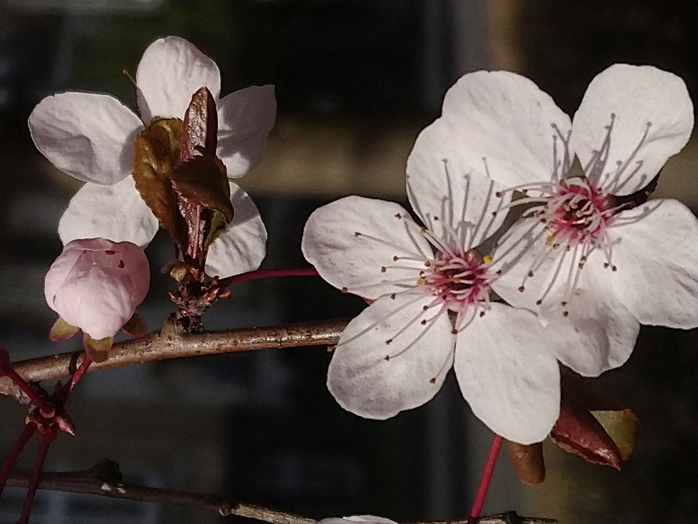 Mandelblüte