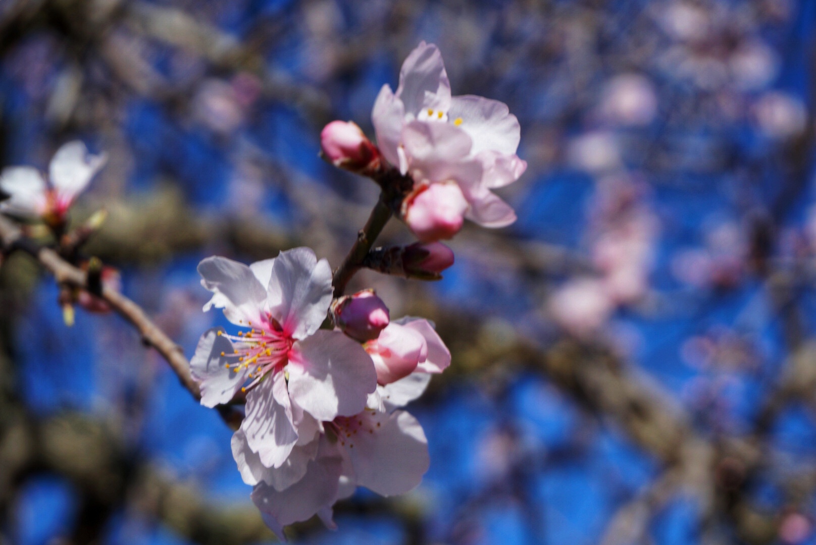 Mandelblüte