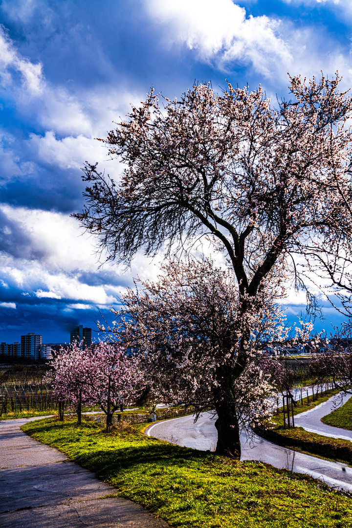 Mandelblüte