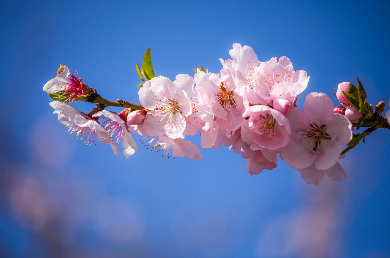 Mandelblüte - ade !