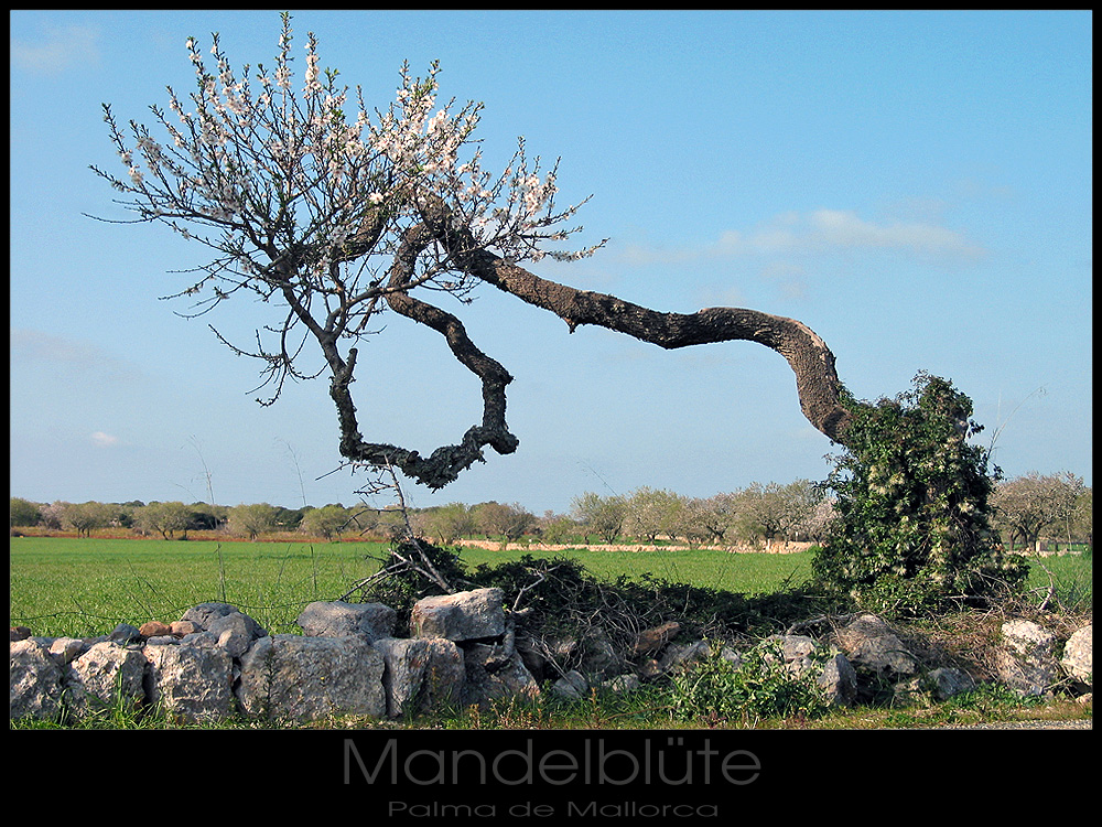 Mandelblüte