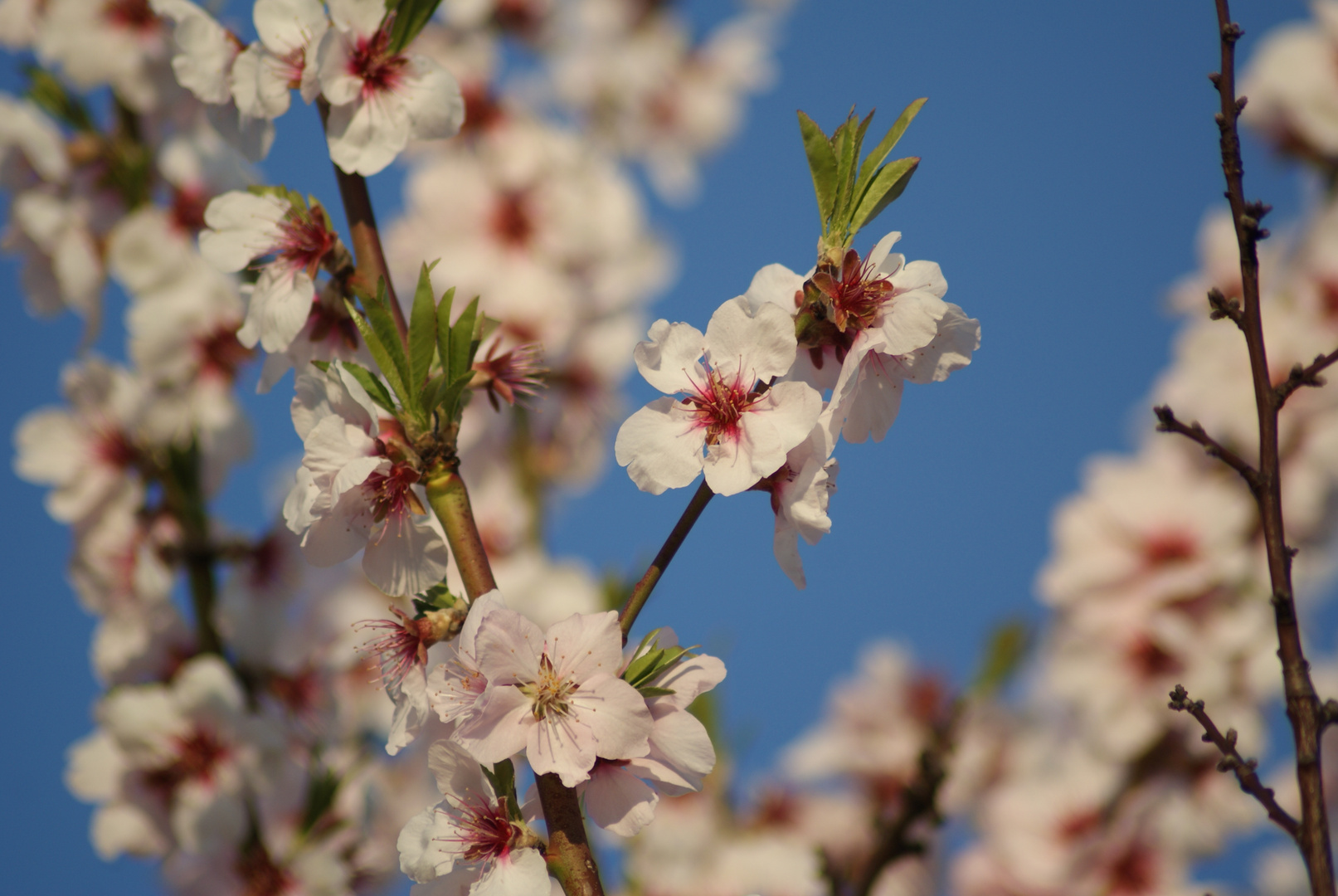 Mandelblüte