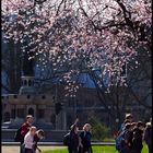 Mandelblüte am Balduinsbrunnen