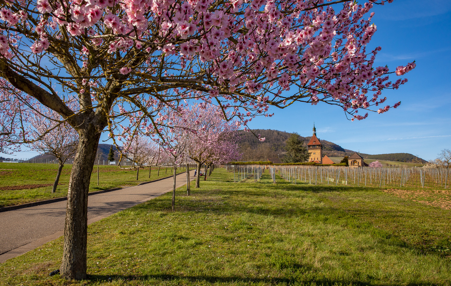 Mandelblüte am Geilweiler Hof