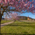 Mandelblüte am Geilweiler Hof