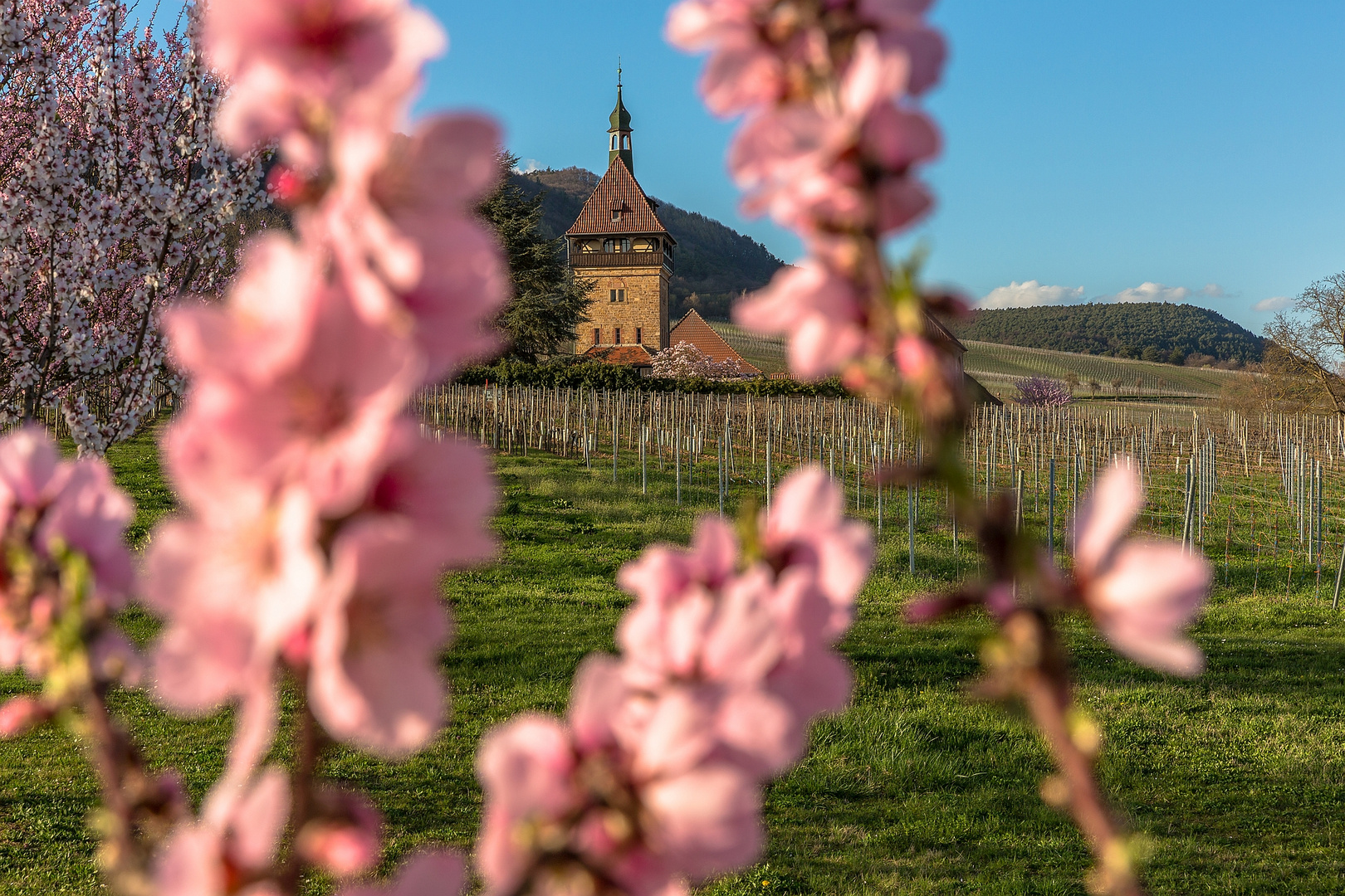 Mandelblüte am Geilweilerhof