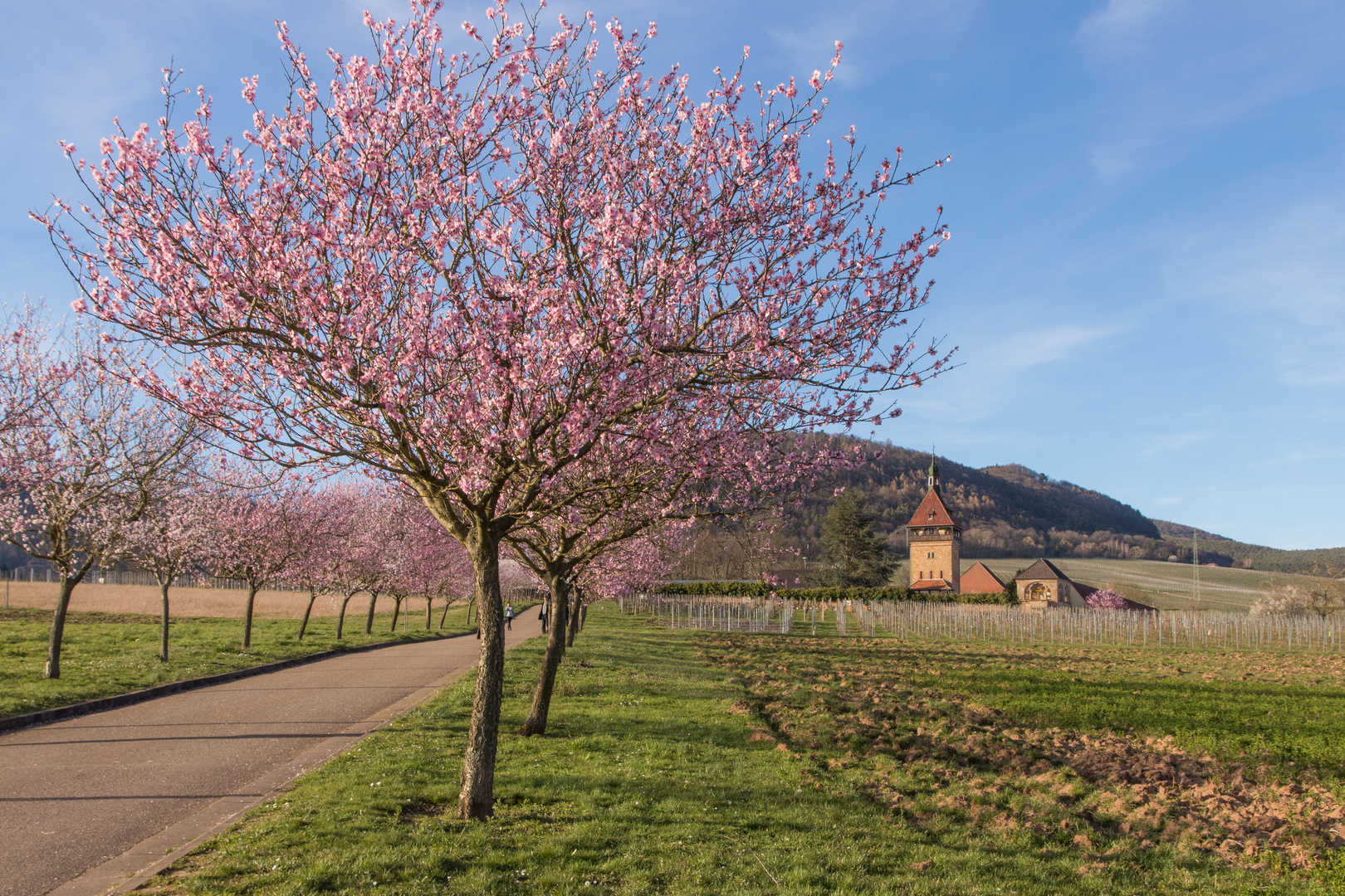 Mandelblüte am Geilweilerhof bei Siebeldingen