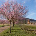 Mandelblüte am Geilweilerhof bei Siebeldingen