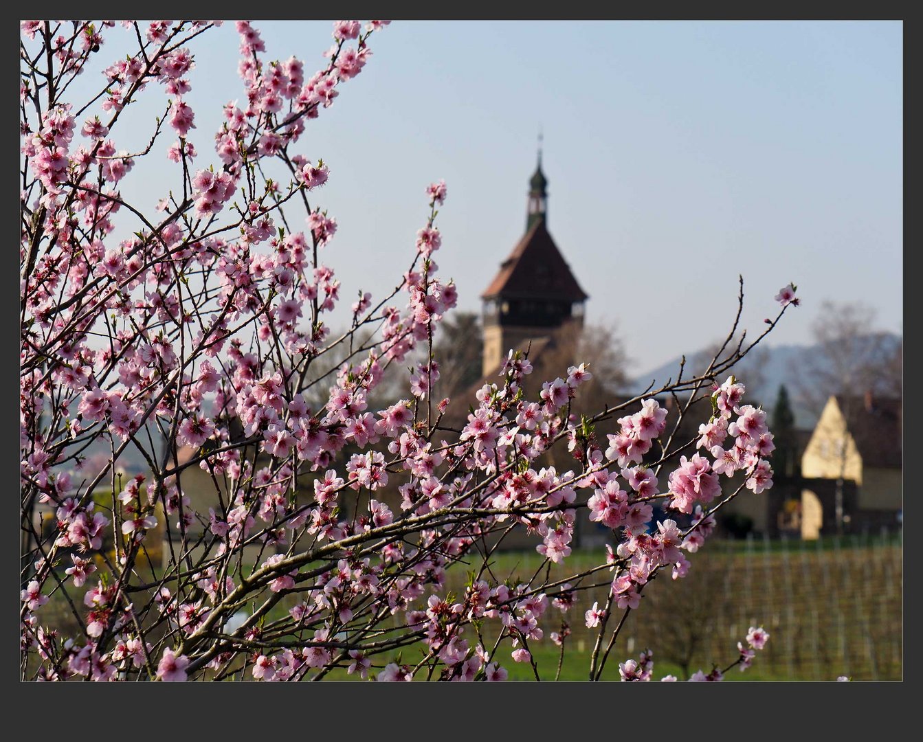 Mandelblüte am Geilweilerhof