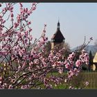 Mandelblüte am Geilweilerhof