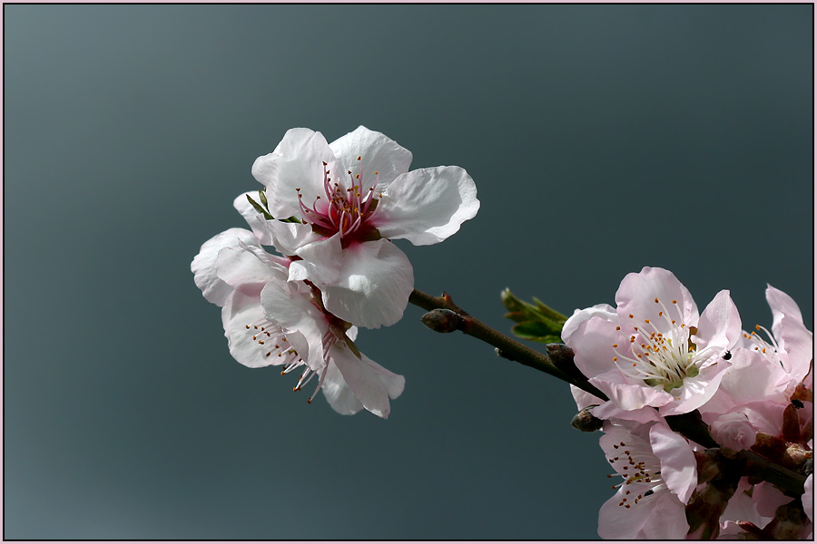 Mandelblüte am Kaiserstuhl