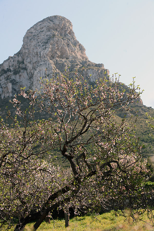 Mandelblüte am Mont Ferrutx