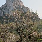 Mandelblüte am Mont Ferrutx