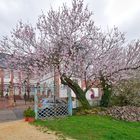 Mandelblüte am Rhodter Schlössel