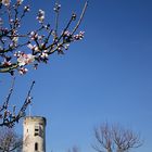 Mandelblüte am Wartturm