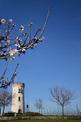 Mandelblüte am Wartturm