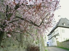 Mandelblüte am Weichschen Hof