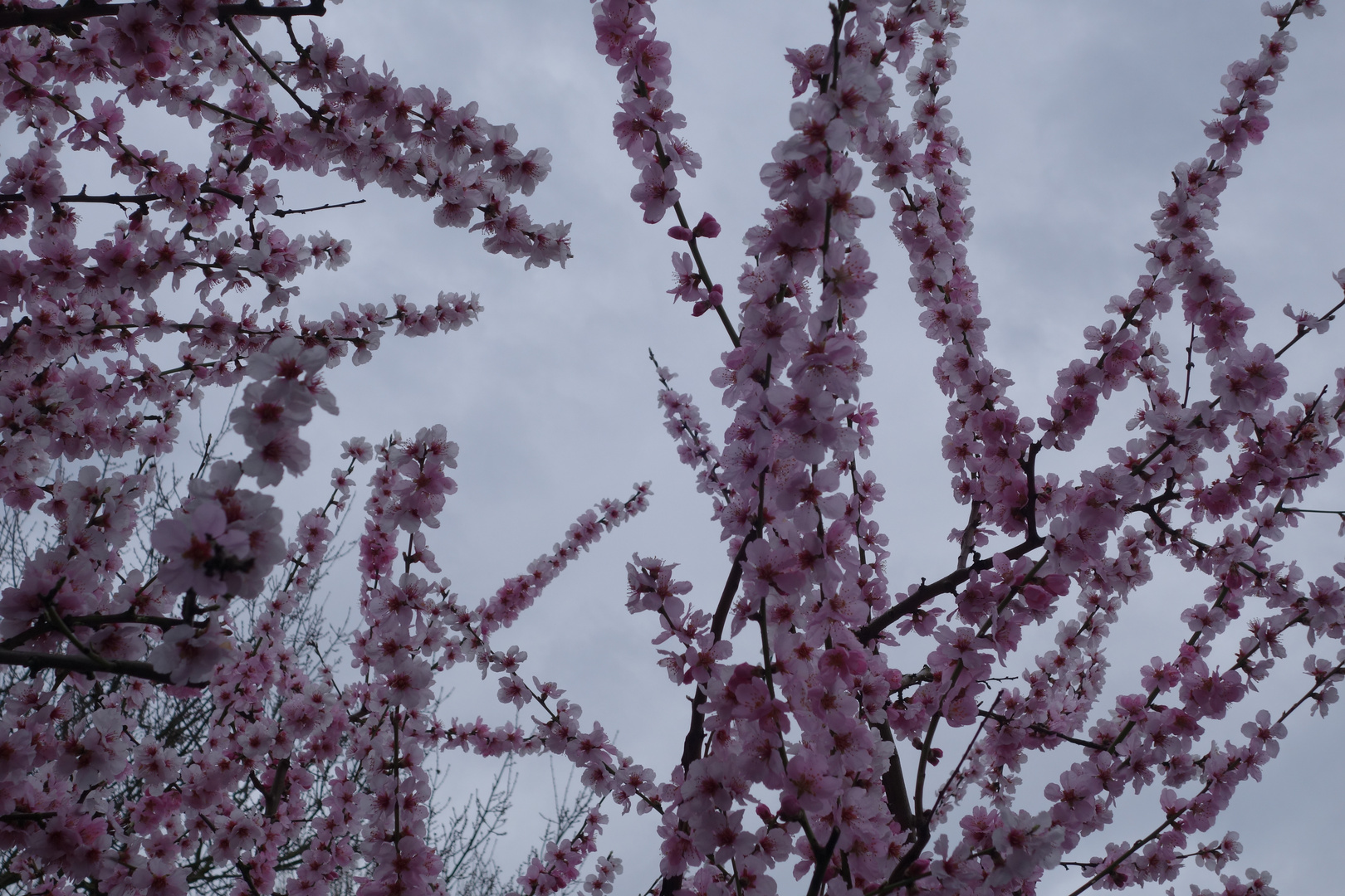 Mandelblüte am Zugersee