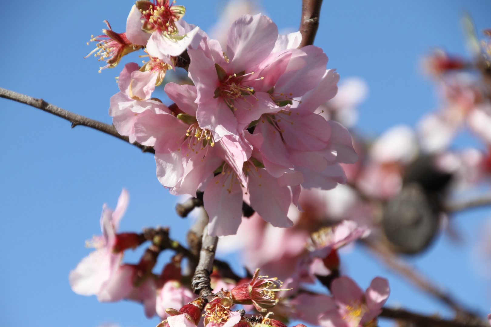 Mandelblüte an der Costa Blanca