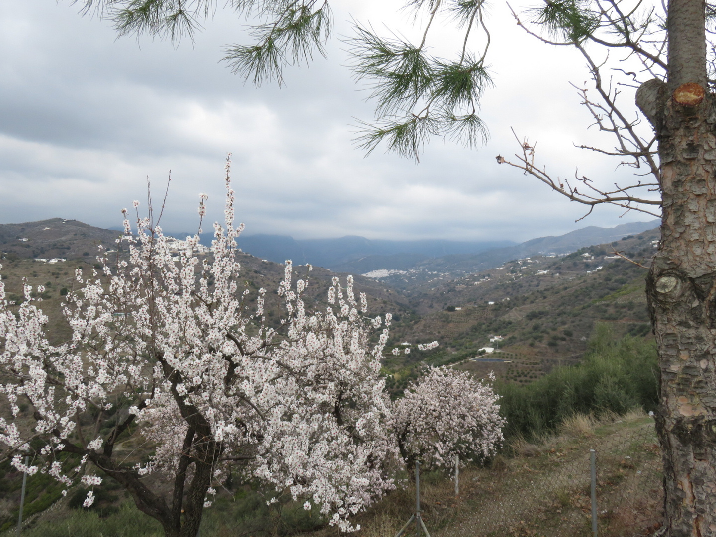 Mandelblüte an der costa del sol Anfang Februar