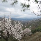 Mandelblüte an der costa del sol Anfang Februar