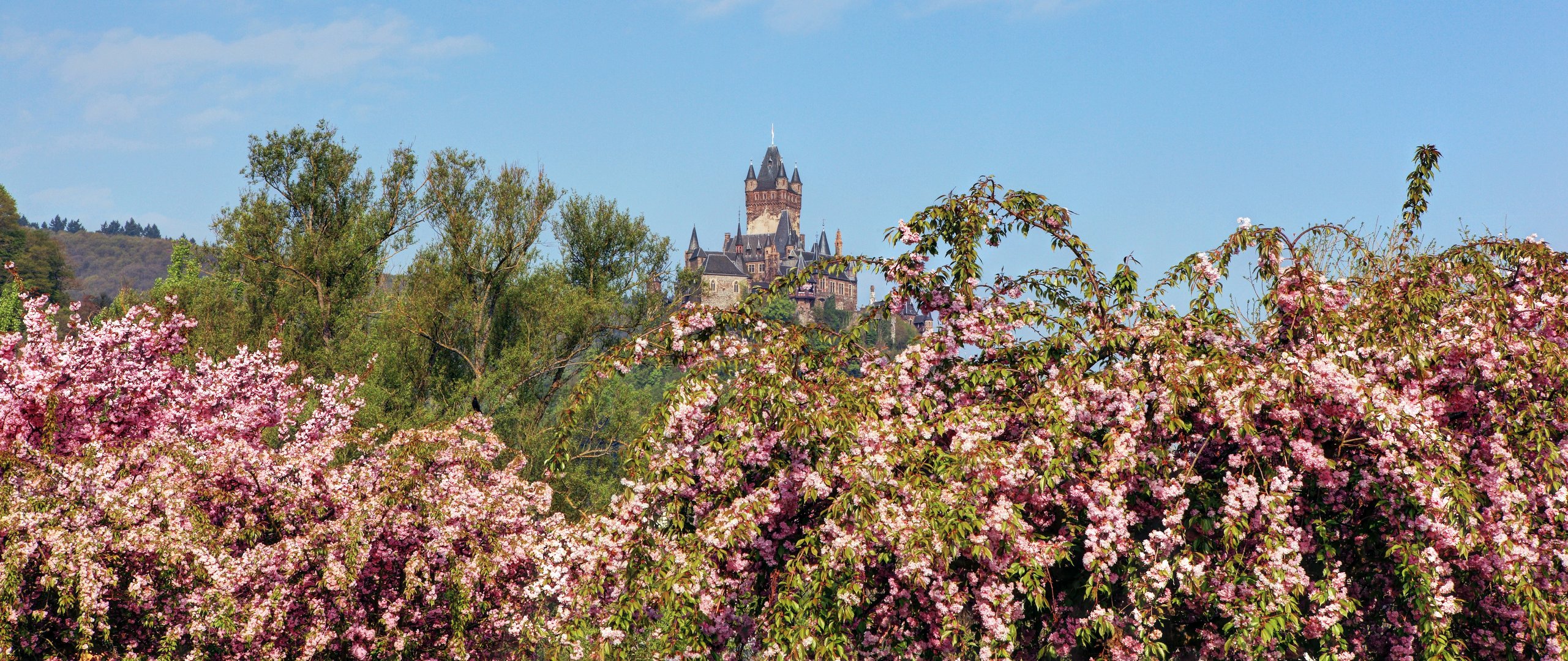 Mandelblüte an der Reichsburg Cochem