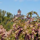 Mandelblüte an der Reichsburg Cochem