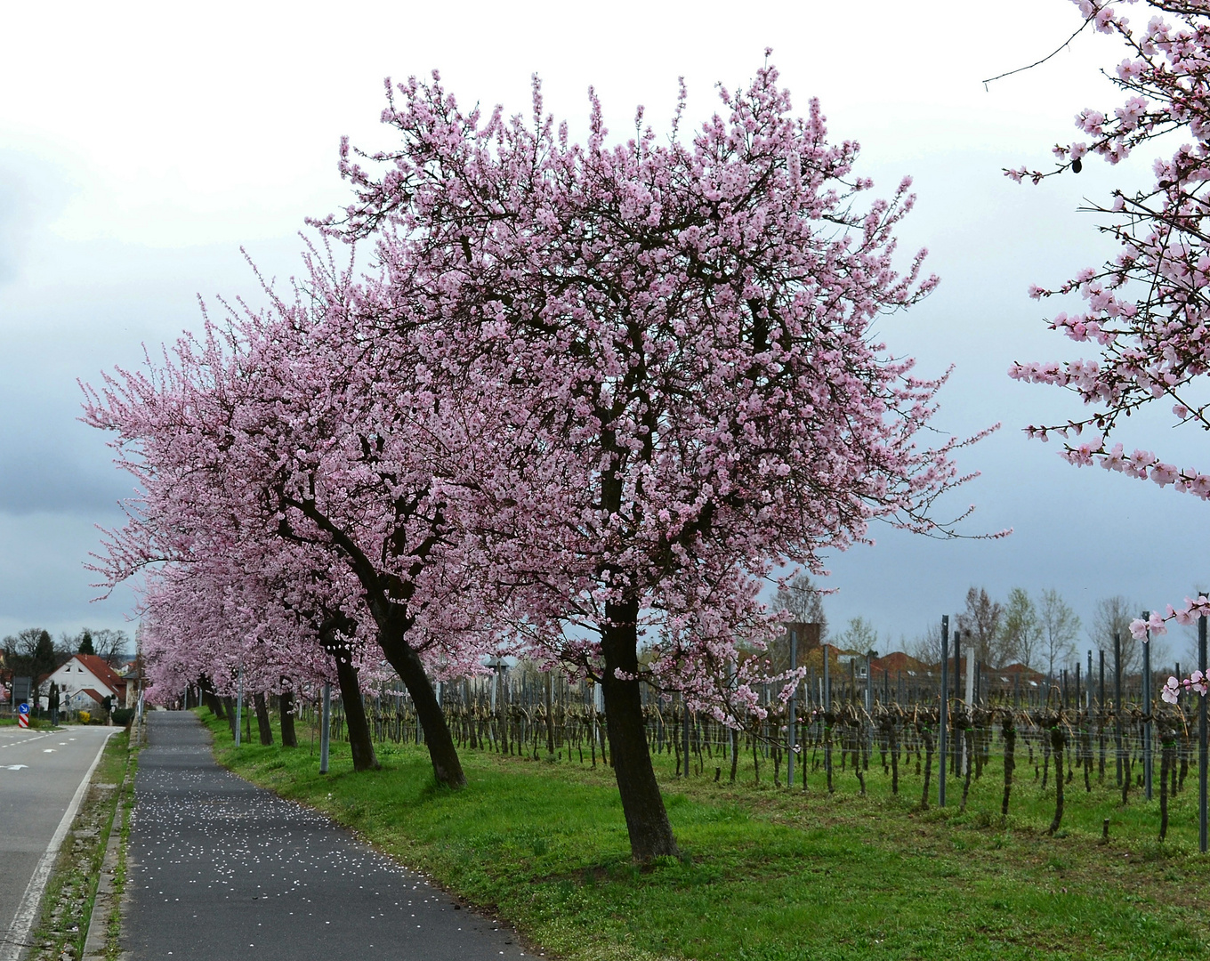 Mandelblüte an der Weinstraße (1)