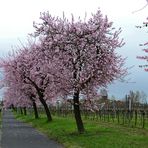 Mandelblüte an der Weinstraße (1)